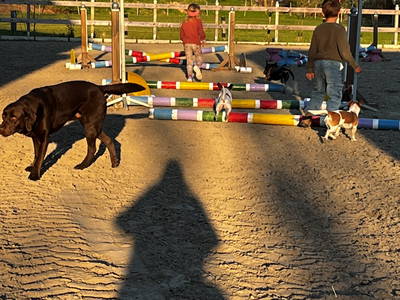 Bild 56 aus  Lindenhof