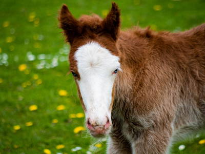 Bild 8 aus  OstseeBauernhof Schönhagen