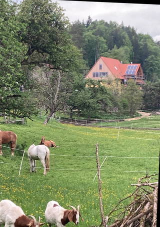 Ferienwohnung Dachsmühle: Natur und Tiere - Die Dachsmühe umgeben von Wiesen und Feldern