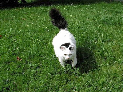 Bild 21 aus  Mayerhof- der Ferienbauernhof mit dem Pool, den Pferden u. d. tollen Spielplatz