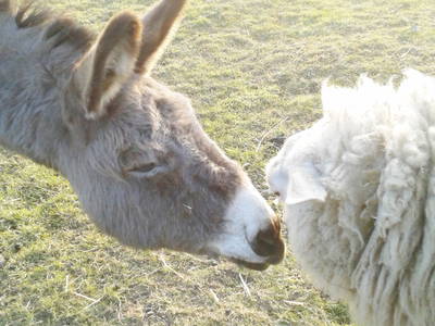 Bild 26 aus  Sonnenlandhof