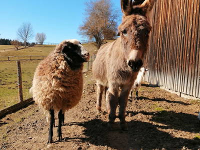 Bild 46 aus  Weidererhof