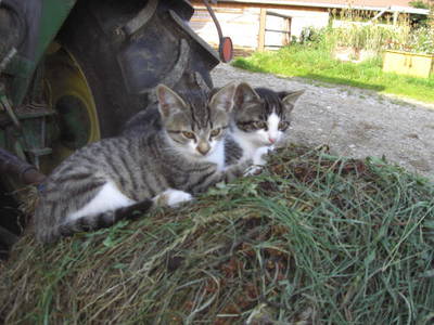 Bild 13 aus  Ferienhaus Eller