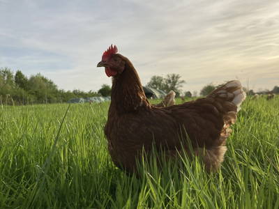 Bild 5 aus  Landhaus-Apartments
