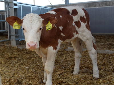 Bild 11 aus  Schwarz-Hof