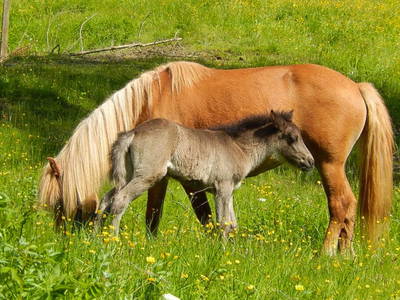 Bild 10 aus  Mittersteghof