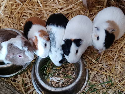 Bild 34 aus  Ferienhof Nordorfer Grashaus