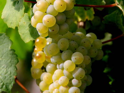 Bild 7 aus  Ferienweingut Becker