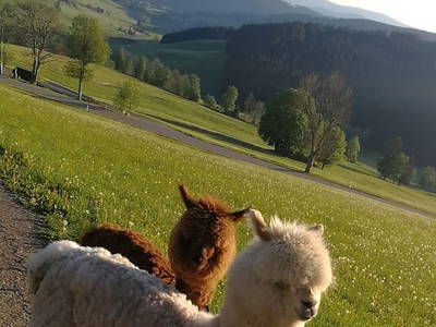 Bild 24 aus  Haberjockelshof