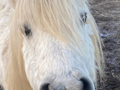 Bild 89 aus  Ferienhof Messer