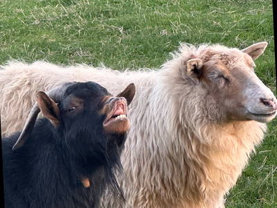 Bild 15 aus  Hof Belvedere an der Ostsee