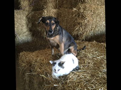 Bild 14 aus  Lautersheimer Gutshof