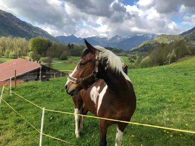 Bild 28 aus  Donauerhof