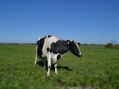 Bild 18 aus  Ferienhof Röhling