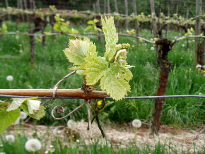 Bild 11 aus  Maienbrunnenhof