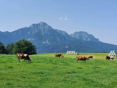 Bild 29 aus  Fuchsbauernhof