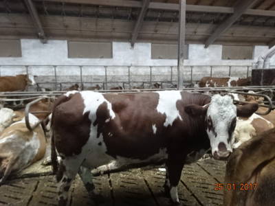 Bild 36 aus  Mayerhof