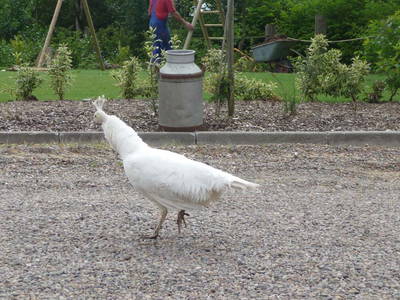 Bild 14 aus  Houdam Farm