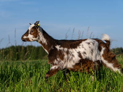 Bild 60 aus  LandSelection Hagerhof