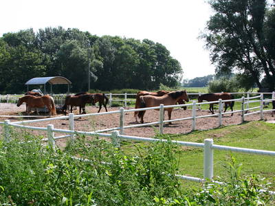 Bild 28 aus  Ferienhof Peter -  Ponys - streicheln, striegeln, füttern  -  Wattwanderungen + ganz viel Nordsee