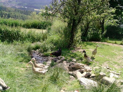 Bild 8 aus  Kriegerhof