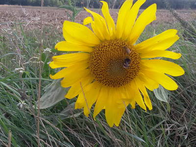 Bild 22 aus  Ferienhof Ott im Romantischen Franken bei Rothenburg o.d.T.