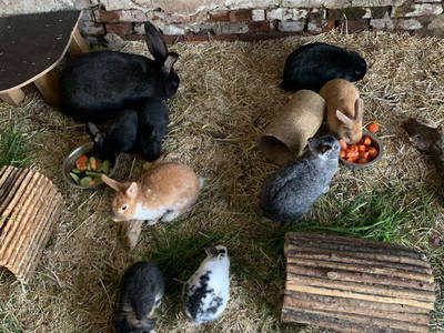 Bild 5 aus  Ferienhof Ostarle