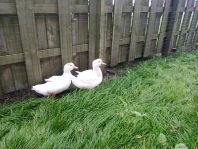 Bild 4 aus  Erholung auf dem Bauernhof