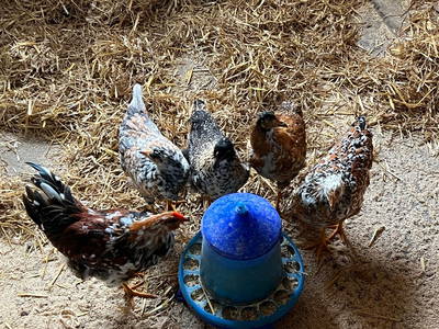 Bild 21 aus  Bergbauernhof Aichele