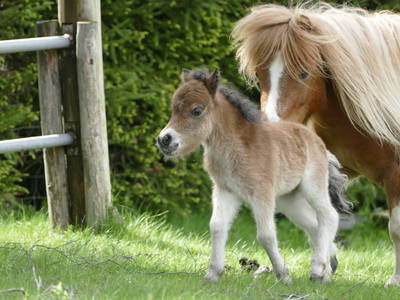 Bild 25 aus  Ferien-Landhaus-Isolde
