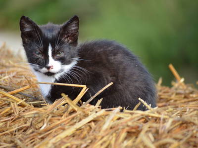 Bild 13 aus  Ferienhof Wiesengrund