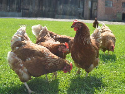 Bild 27 aus  Ostsee Ferienhof Kluvetasch