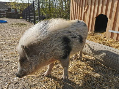 Bild 22 aus  Ferienhof  Nina Weilandt