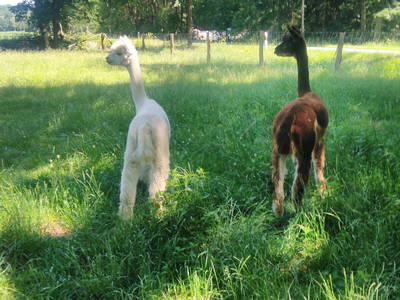 Bild 45 aus  Urlaub auf dem Ennenhof – Landliebe für die ganze Familie