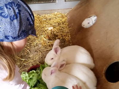 Bild 26 aus  Schellen Hof