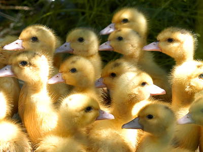 Entenküken im April