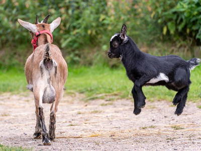 Bild 8 aus  Ferienhof Schnoor