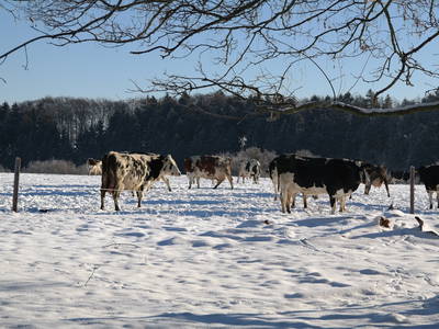 Bild 17 aus  Thelenshof