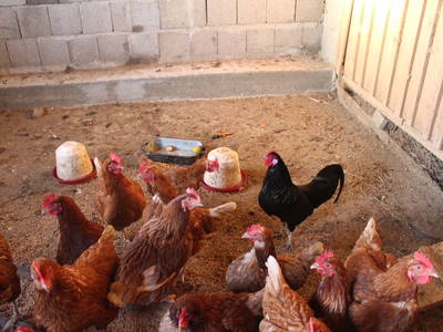 Bild 31 aus  Woferlhof