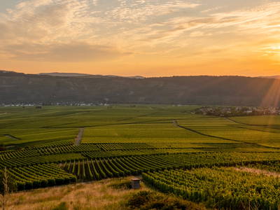 Bild 18 aus  Weingut Winnebeck inmitten der Weinberge