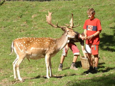 Bild 6 aus  Ferienhof Wußler