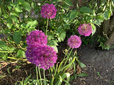 Bild 41 aus  Nordseefewo Lämmerblick