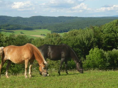 Reitmöglichkeiten am Adlitzer Berg