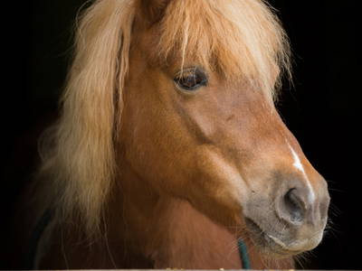 Bild 3 aus  Pension Eichenhof , Räderloh