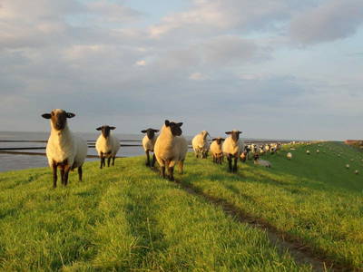 Bild 25 aus  Ferienhof  "Groot Plaats"