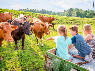 Bild 11 aus  Panoramahof