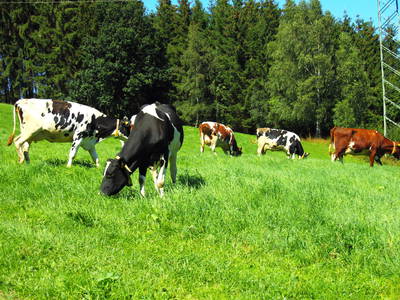 Bild 25 aus  Ferienhof Pulte