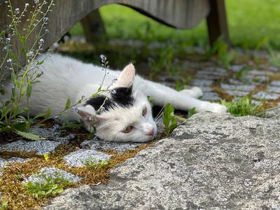 Bild 10 aus  Erlebnisbauernhof Achatz