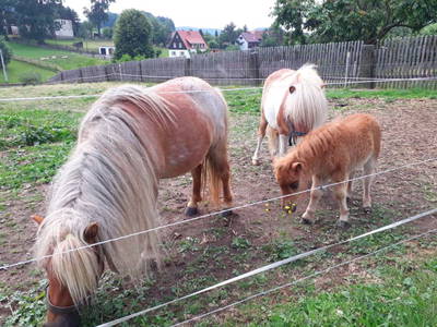 Bild 7 aus  Ferienhof Richter