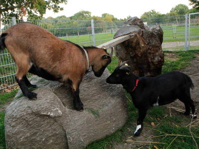 Machtkampf zwischen Kiki und Tessi im Aussengehege